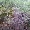 Asherigad Jungle Asherigad Jungle