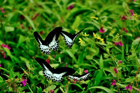 Kaas Plateau Tour 2025 from Pune and Thoseghar Waterfall