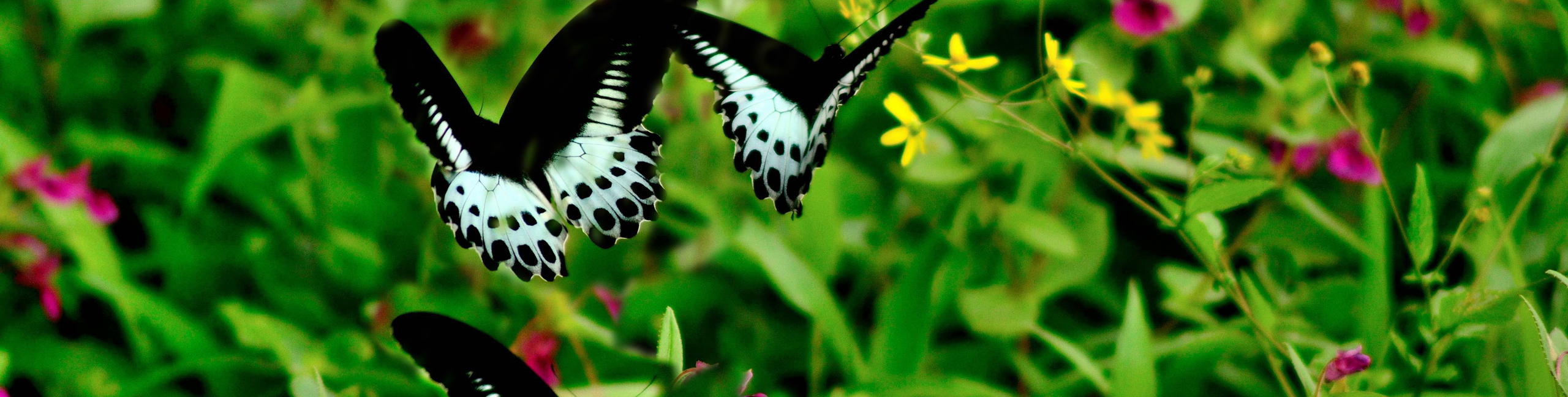 Kaas Plateau Tour 2025 from Pune and Thoseghar Waterfall - Tour