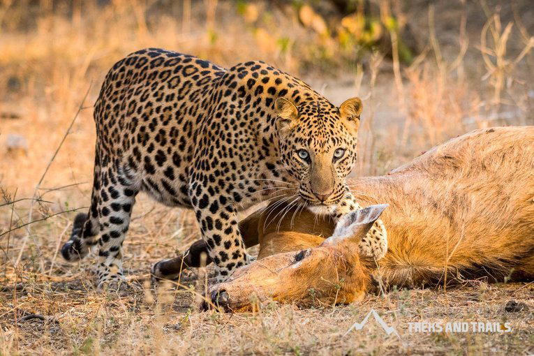 Jhalana Leopard Reserve