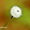 Kaas Plateau Flower