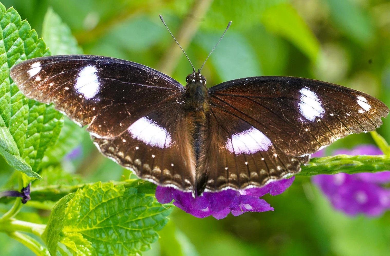 kaas-valley-of-flowers