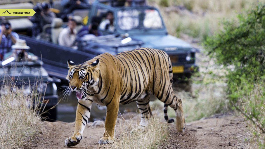 Ranthambore Tiger Park