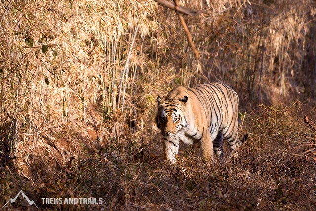 Tiger Safari India Tiger Safari India
